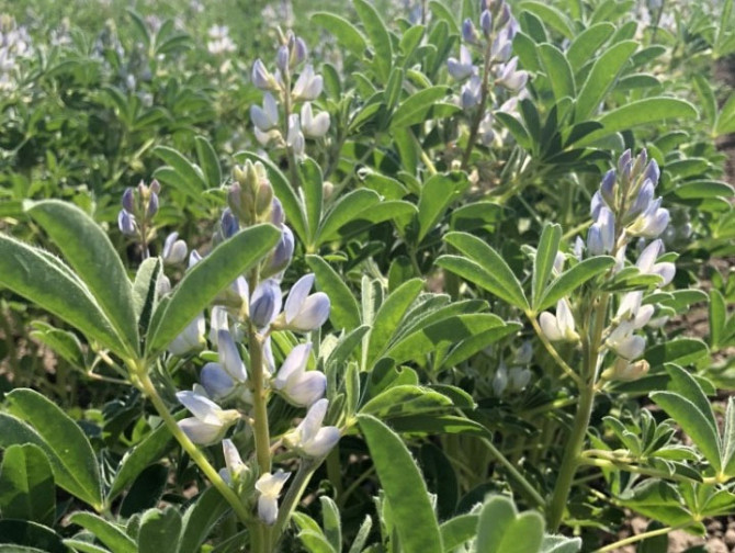 Насіння люпину Барвінок, еліта Фастов - изображение 1