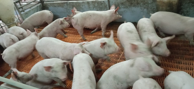 Продаж поросят реалізація Генетика PIC Бахмач - изображение 1