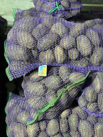 Картопля Отолія Житомир