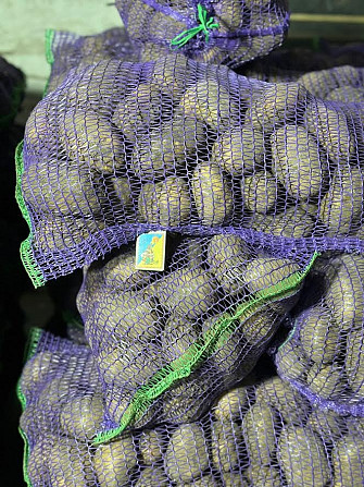 Картопля Отолія Житомир - зображення 2