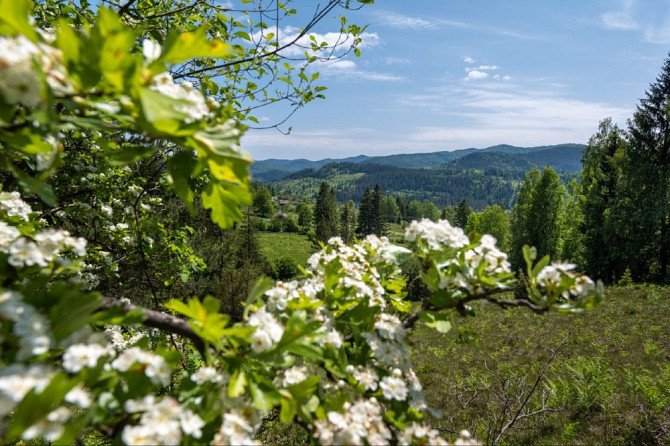 Земельна ділянка в Микуличині 1.29 га Яремче - изображение 4