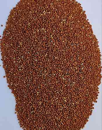 Продам просо червоне (Panicum miliaceum)- 500т. (Пестицидами не обробляли/ No pesticides) Киев