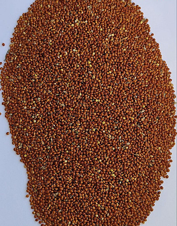 Продам просо червоне (Panicum miliaceum)- 500т. (Пестицидами не обробляли/ No pesticides) Киев - изображение 2