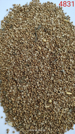 Продам коріандр- 50 тонн, (половинки- 37%). Дніпро - зображення 1