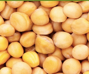 Зимуючий жовтий горох ФЕРО, 1 репродукція Вінниця - зображення 1