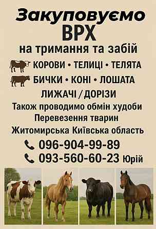 Закуповуємо ВРХ на ферму та забій Житомир