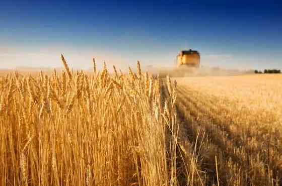 Постійно закуповуємо зерновідходи та некондиційну продукцію Сумы