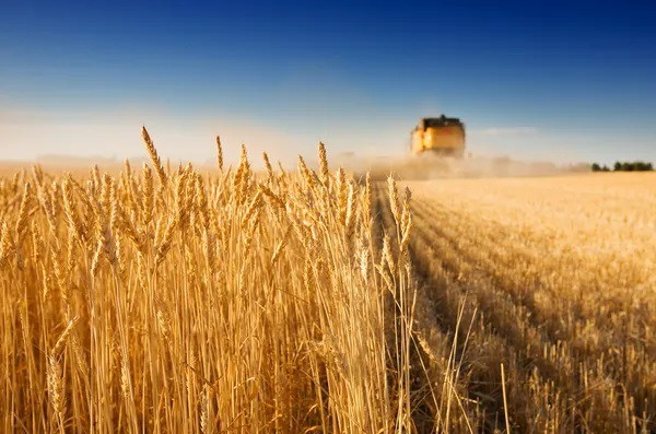 Постійно закуповуємо зерновідходи та некондиційну продукцію Сумы - изображение 1
