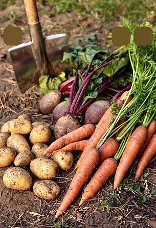 Продам овочі, картоплю, капусту, лук, буряк, моркву по оптовій ціні, доставка Одесса - изображение 2