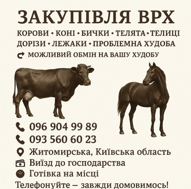 Корови Телиці Телята Бичкі Коні Лошата Київ - зображення 1