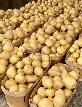 Продам овочі, картоплю, капусту, лук, буряк, моркву по оптовій ціні, доставка Одесса - изображение 3