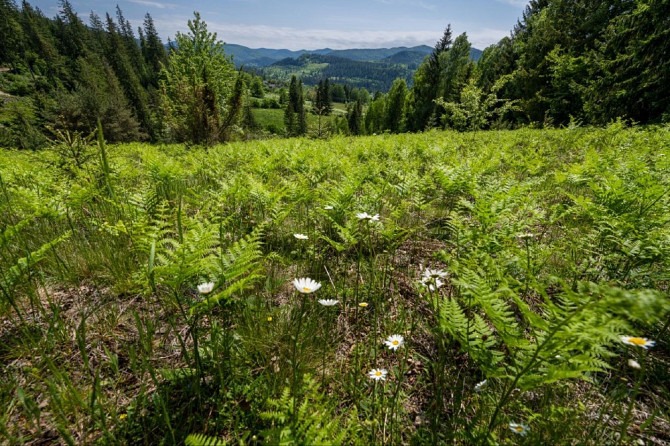 Земельна ділянка в Микуличині 1.29 га Яремче - изображение 7