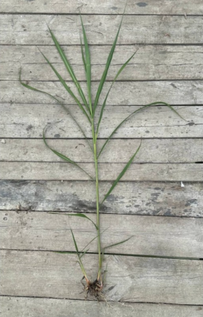 Різома Міскантуса Жовква