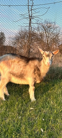 Продаються кізочки Киев - изображение 2