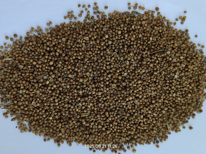 Продам коріандр- 17т. Полтава - изображение 2