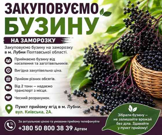 Купуємо бузину на заморозку Київ