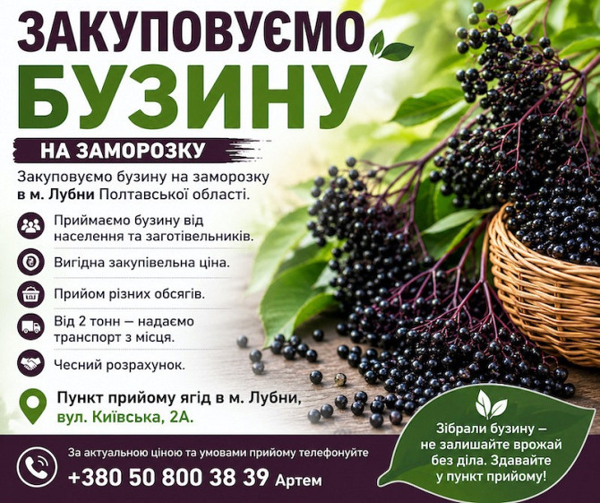 Купуємо бузину на заморозку Київ - зображення 1