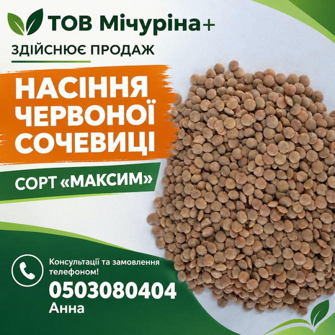 Насіння червоної сочевиці сорту «Максим» для посіву Одесса - изображение 1