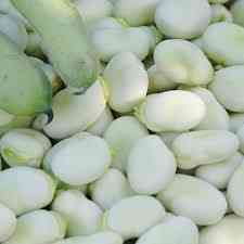 Посівний матеріал квасолі. Насіння квасолі. Рівне