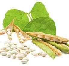 Насіння квасолі Неві Бінс, Червона довга, Пінто, Червона Шапочка. Тернопіль