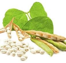 Насіння квасолі Неві Бінс, Червона довга, Пінто, Червона Шапочка. Тернополь - изображение 1