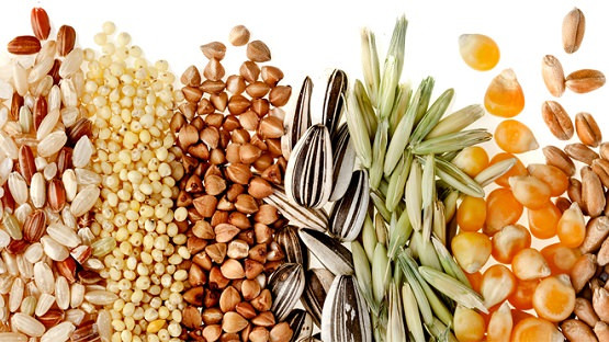 Закупаем зерновые и масличные культуры Днепр (Днепропетровск) - изображение 1