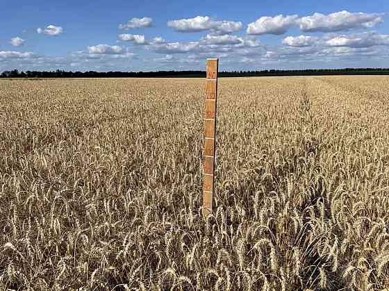 Насіння пшениці ярої МІП Візерунок, перша репродукція Фастів