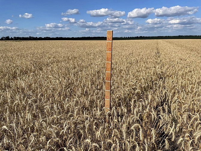 Насіння пшениці ярої МІП Візерунок, перша репродукція Фастів - зображення 4