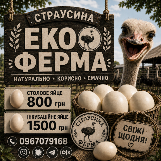 Продаємо харчові страусині яйця (805 грн) та порожні страусині яйця (290 грн) Белгород-Днестровский