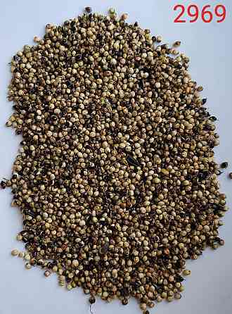 Продам сорго біле, червоне - 750т., с/г виробник. Київ