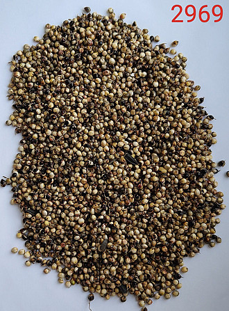 Продам сорго біле, червоне - 750т., с/г виробник. Київ - зображення 2