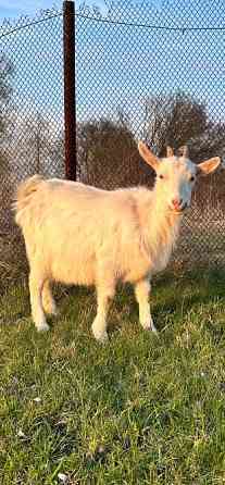 Продаються кізочки Київ