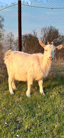 Продаються кізочки Киев - изображение 3