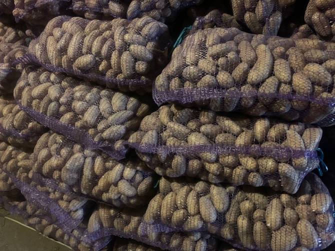 Продам картоплю сорту Гренада Мена - изображение 1