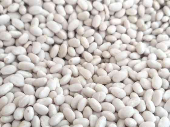 Пропонуємо квасолю від виробника у великих обсягах різних сортів. Київ