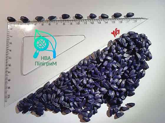 Насіння соняшнику "ARIZARO". Новинка сезону Черкассы