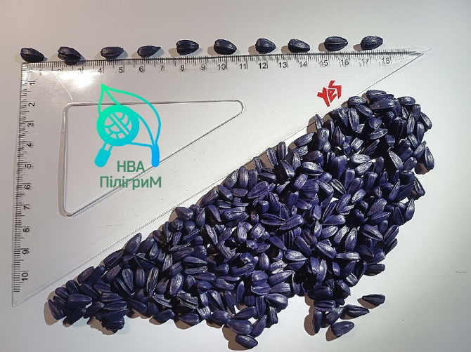 Насіння соняшнику "ARIZARO". Новинка сезону Черкассы - изображение 2