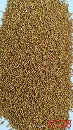 Продам насіння, гірчиця жовта яра (сарептська), сорт- Пріма. Київ