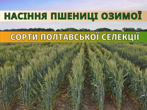 Насіння пшениця озима елітна сертифікована від Оригінатора Полтава