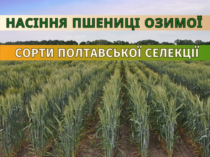 Насіння пшениця озима елітна сертифікована від Оригінатора Полтава - изображение 1