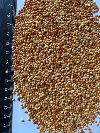 Продам Просо Біле+Червоне Ровно - изображение 1