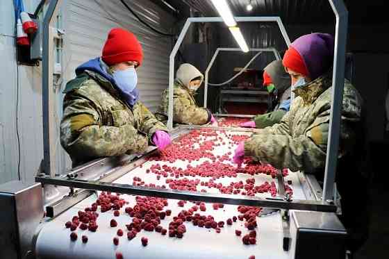 Холодильна та морозильна камери для Заморозки малини і суниці Киев