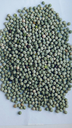 Продам горох зелений- 300т. Полтава - изображение 1