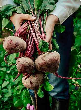 Продам овочі, картоплю, капусту, лук, буряк, моркву по оптовій ціні, доставка Одесса