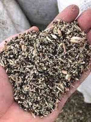 Купуємо зерновідходи, некондиційне зерно Кропивницький