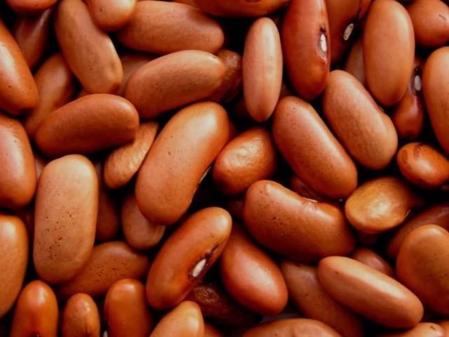 Квасоля, відбірні, перевірені сорти Полтава - изображение 1